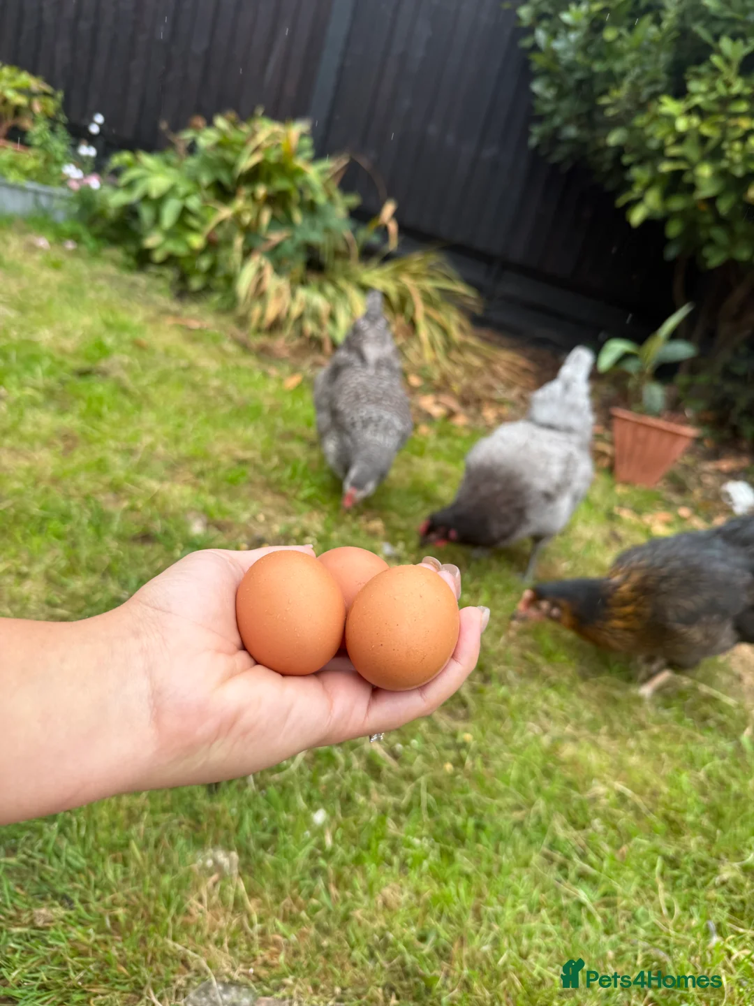 Chickens poultry for sale: 8 Lovely Hens looking for a new home - Advert 1