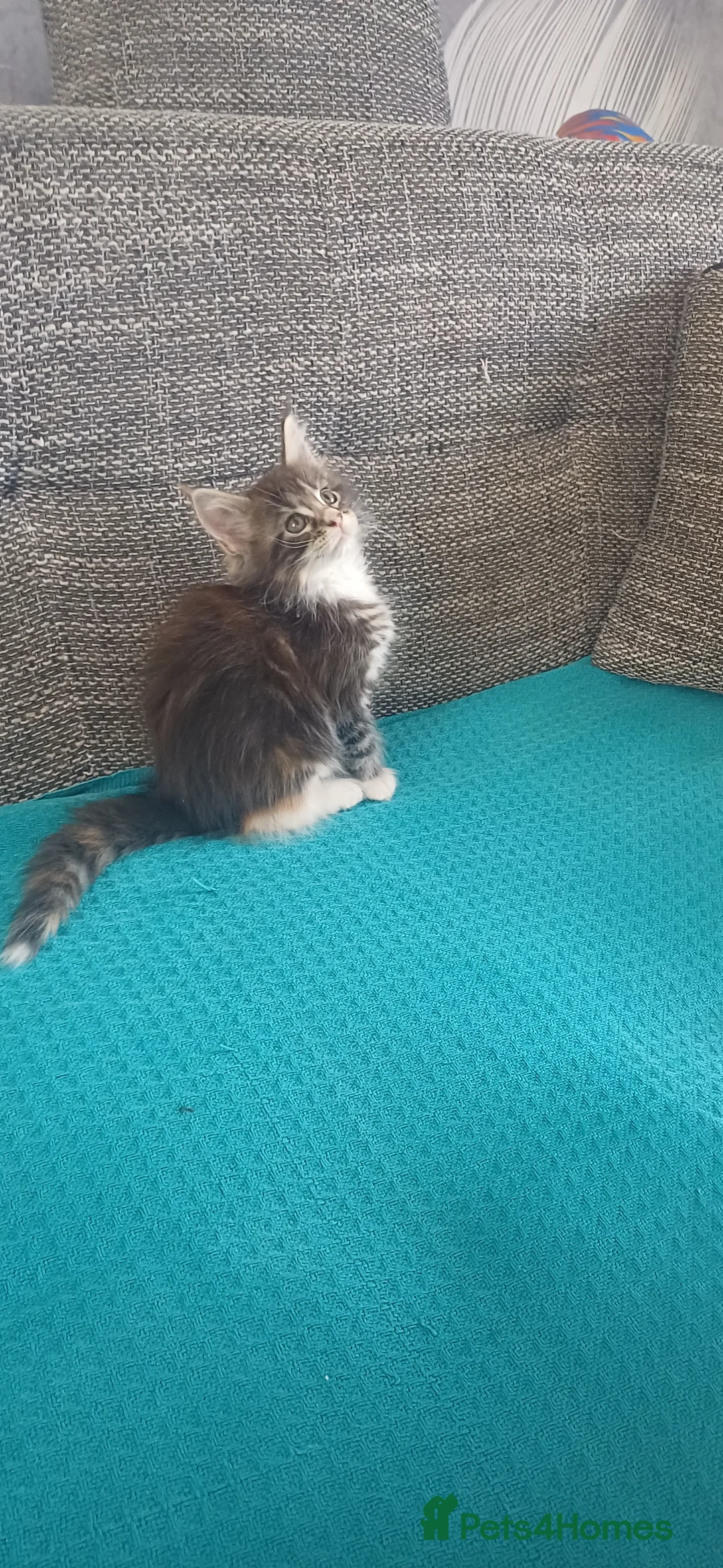 Maine Coon cats for sale: POLYDACTYL MAINE COONS!!! - Advert 2