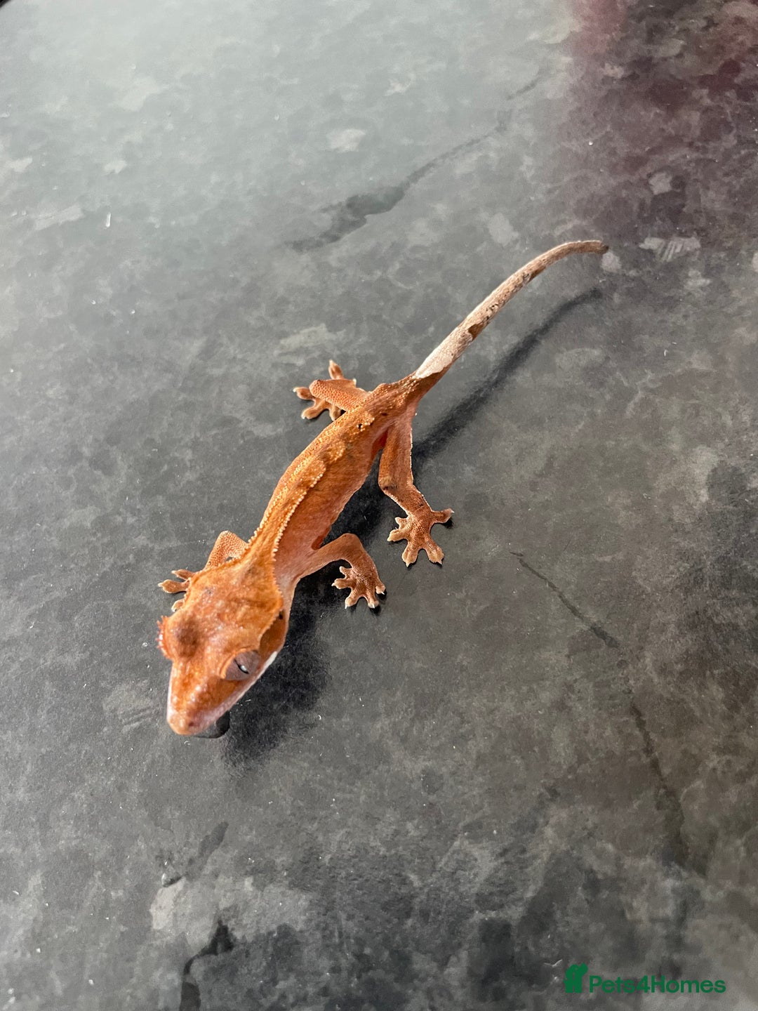 Gecko reptiles for sale: Crested Geckos available  - Image 3