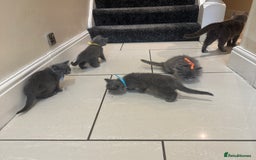 British Shorthair cats for sale: 2 girls 2 boys British shorthair ready to leave  - Image 13