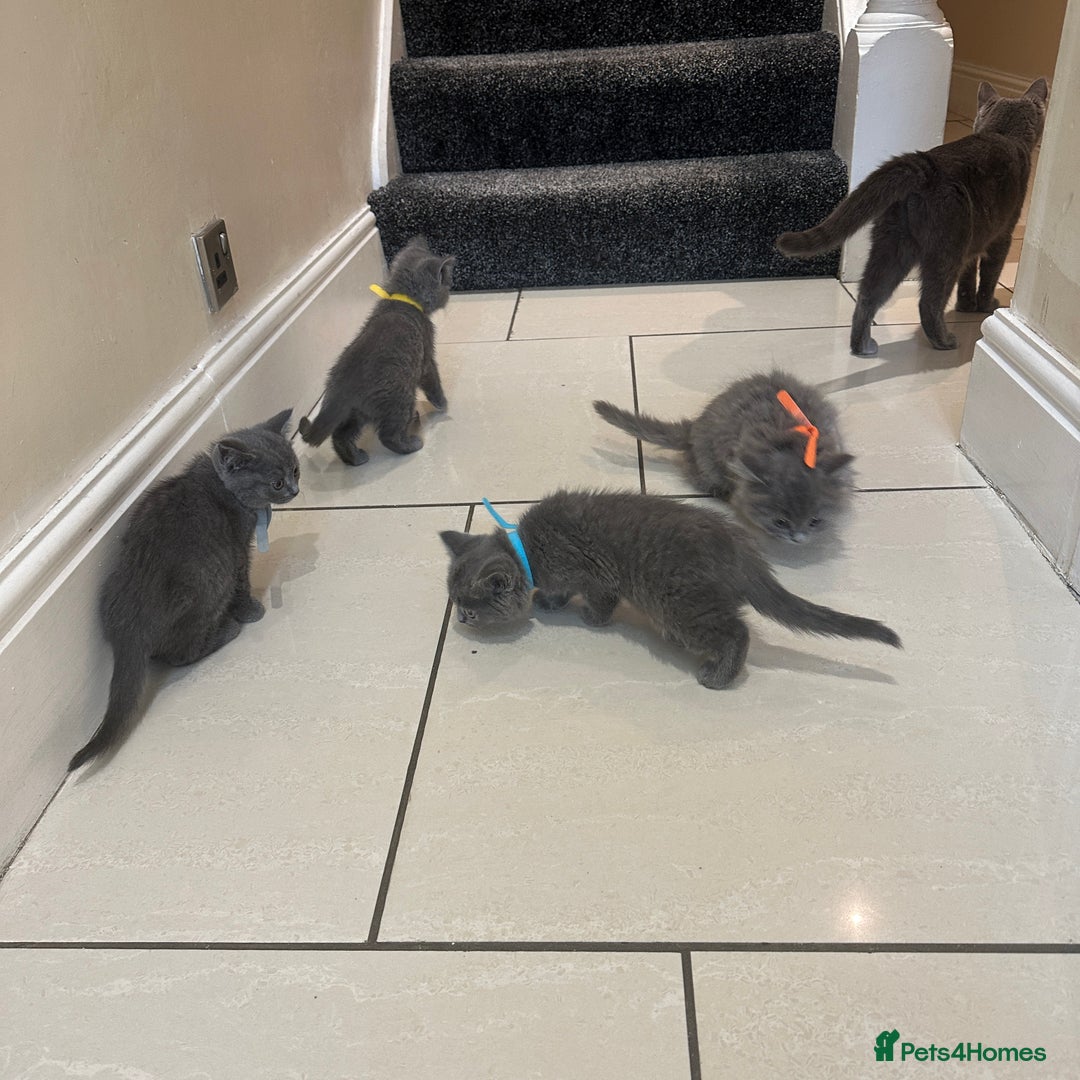 British Shorthair cats for sale: 2 girls 2 boys British shorthair ready to leave  - Image 13