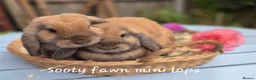Mini Lop rabbits for sale: Two Mini lops and 4 Dwarf lops available - Advert 13