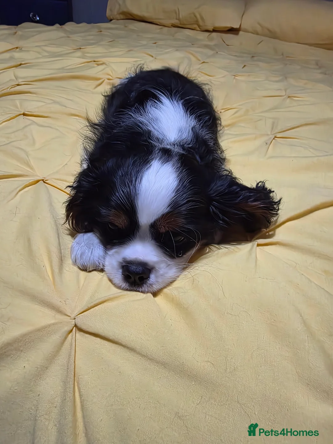 Cavalier King Charles Spaniel dogs for sale: Cavalier king charles spaniel puppies  - Advert 5