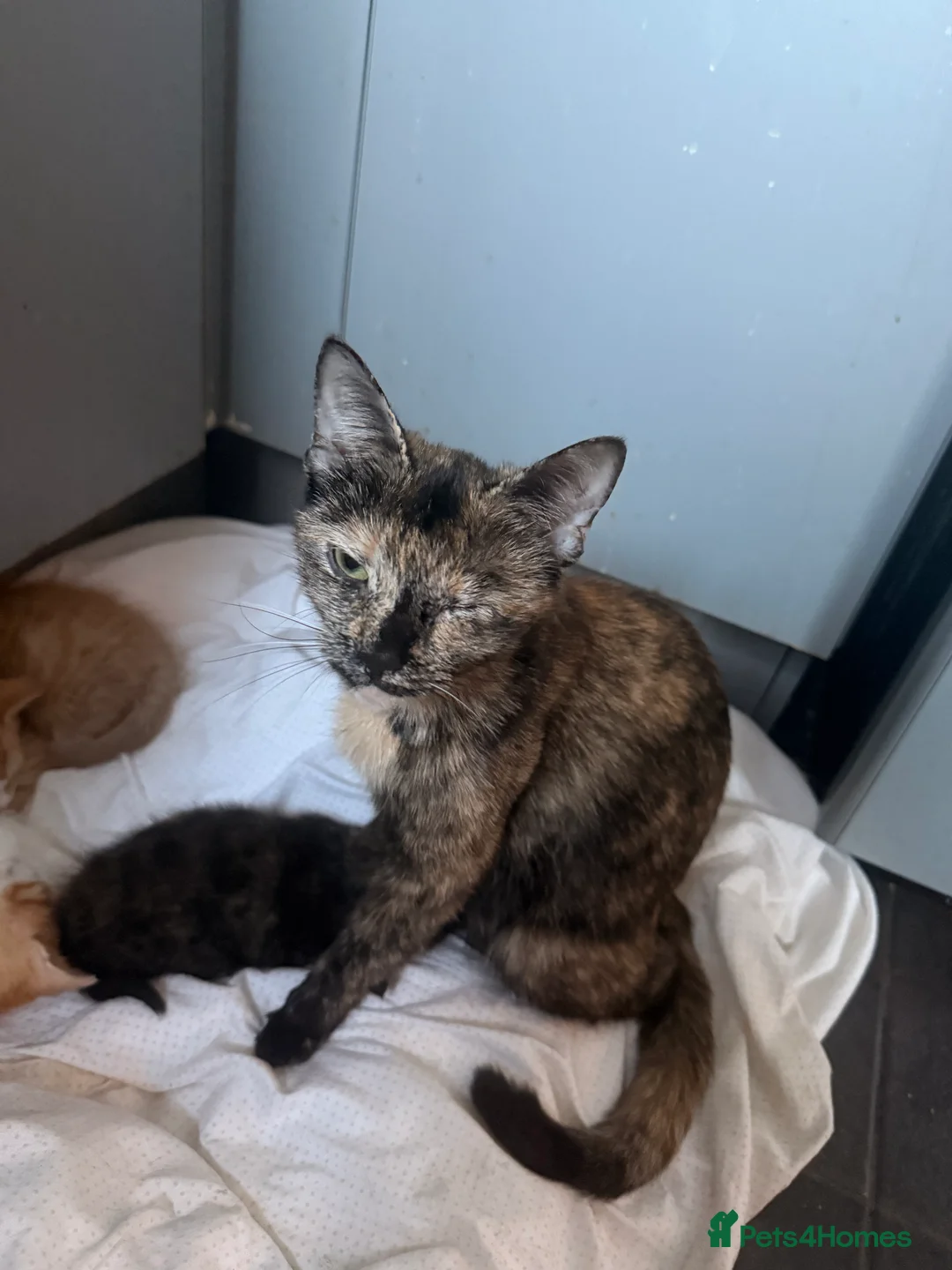 Mixed Breed cats for sale: Kitten in London - Advert 2