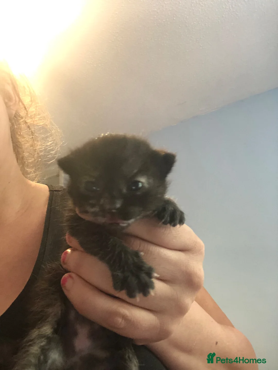 Mixed Breed cats for sale: Kittens - Advert 6
