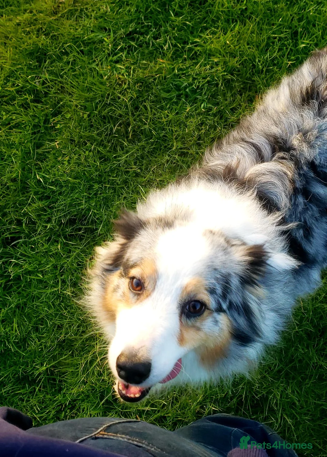 Australian Shepherd dogs for sale: Australian Shepherd Pups Available Mid May - Advert 10