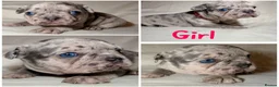 French Bulldog dogs for sale: Reduced to £1250. 1 boy 2 girls left - Advert 33