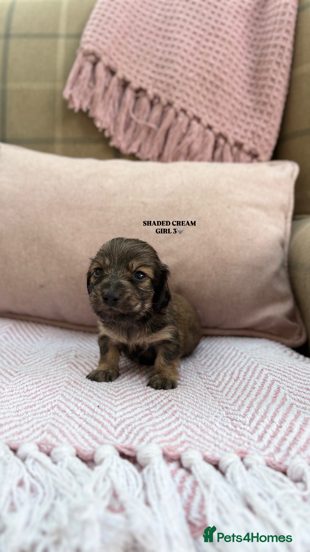 Miniature Dachshund dogs KC LONG HAIRED CREAM MINIATURE DACHSHUNDS🤍 - Advert 2