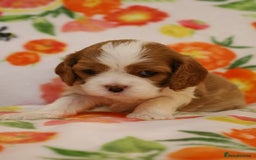 Cavalier King Charles Spaniel dogs for sale: 7 Puppies ready for reservations - Image 23