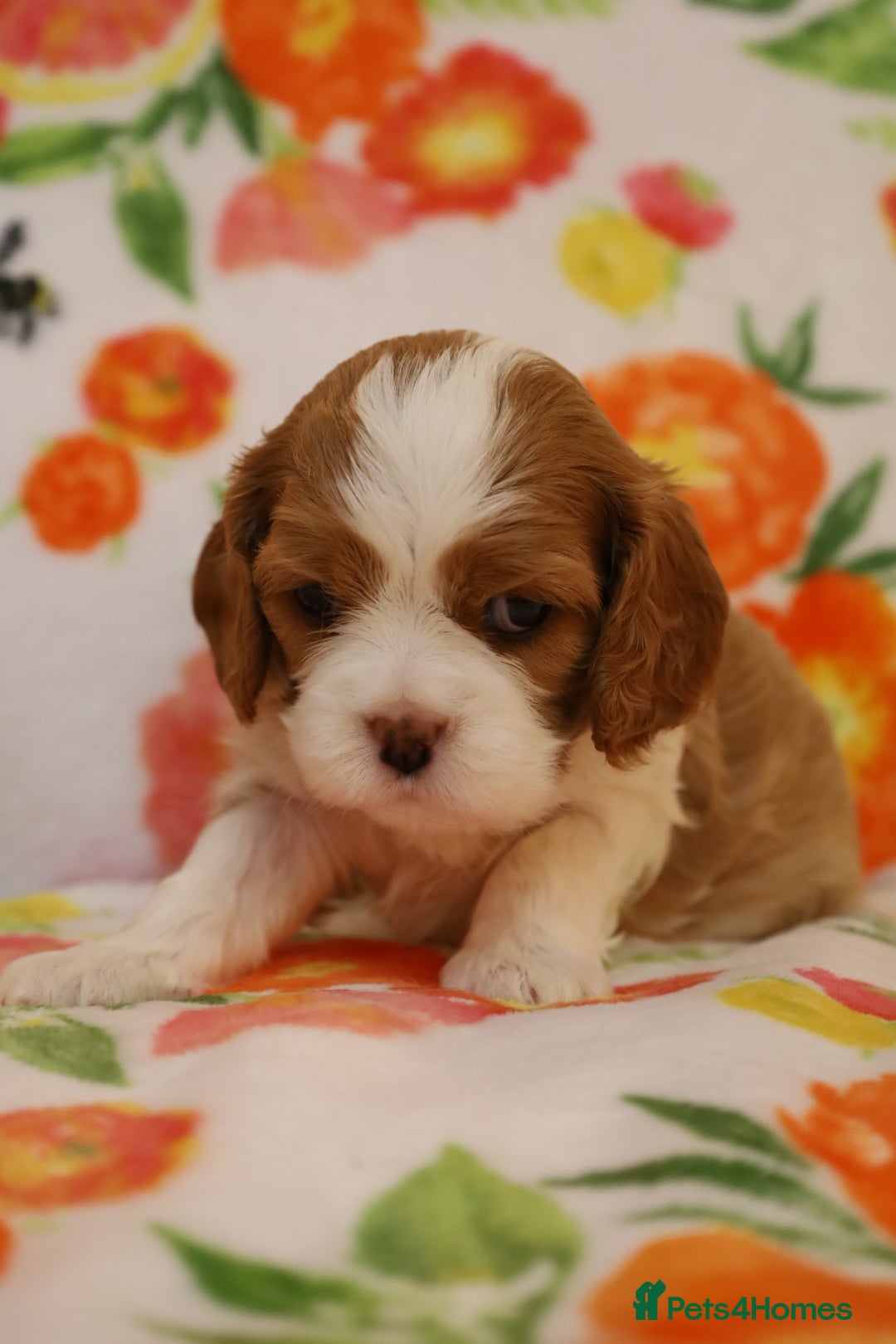 Cavalier King Charles Spaniel dogs for sale: 7 Puppies ready for reservations - Image 23