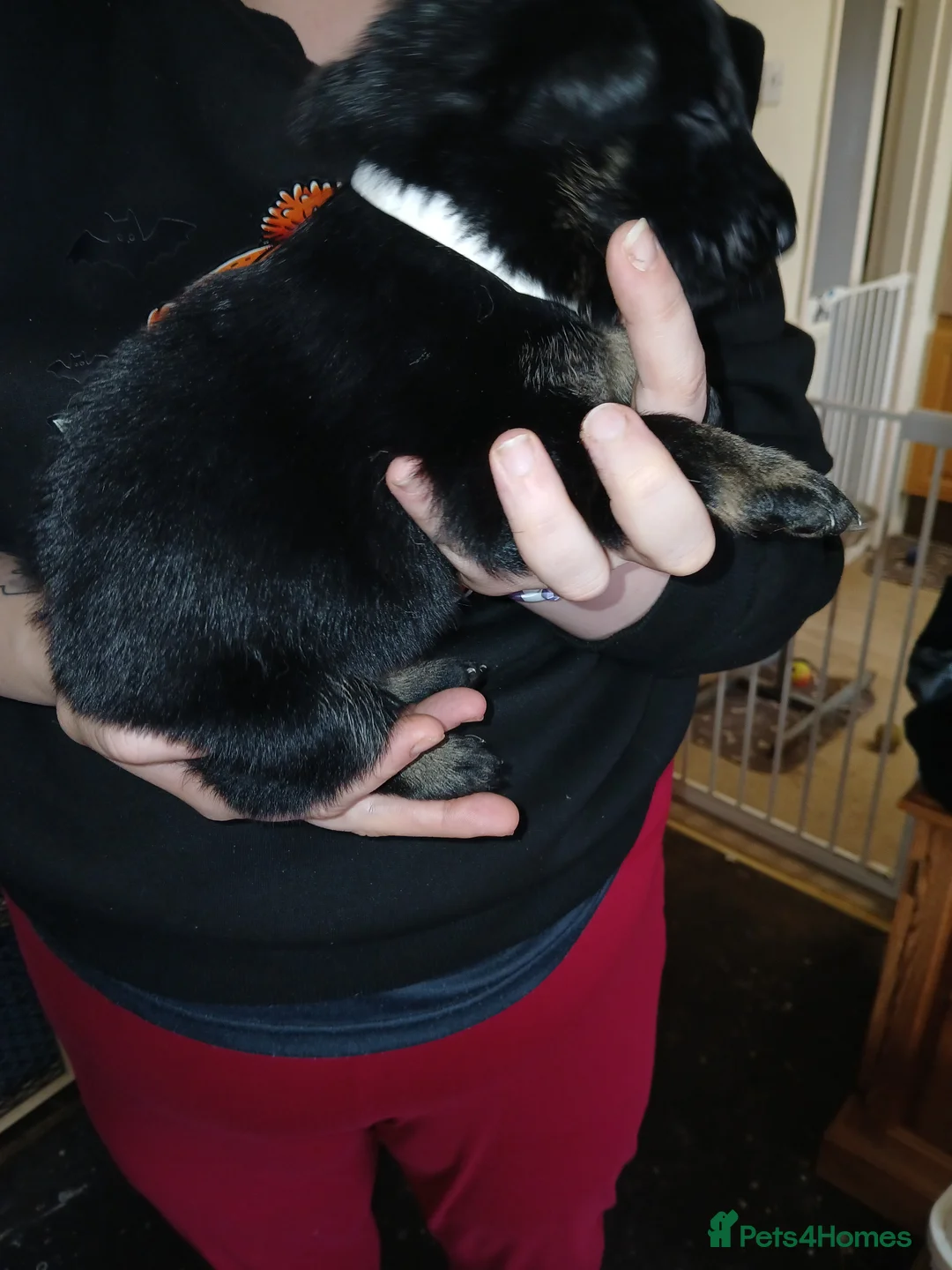 German Shepherd dogs for sale: German shepards puppies - Advert 22