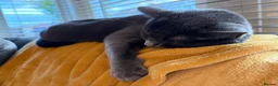 British Shorthair cats for sale: Mitsy in Leigh-on-Sea - Advert 3