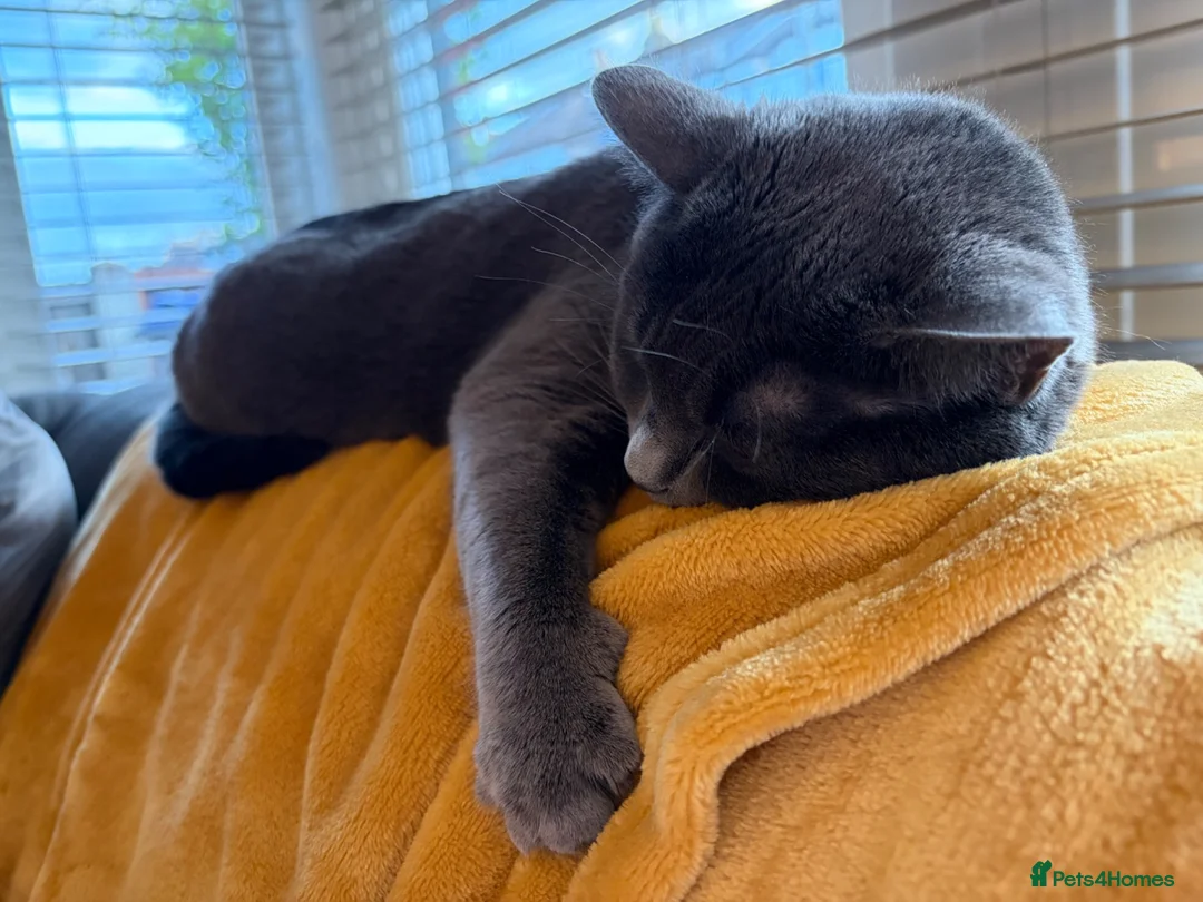 British Shorthair cats for sale: Mitsy in Leigh-on-Sea - Advert 3