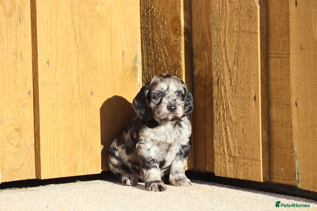 Cockapoo dogs for sale: F1 Cockapoo puppies for sale - Advert 9
