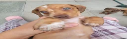 Miniature Dachshund dogs for sale: Beautiful Minature Dachsund's for sale - Advert 25