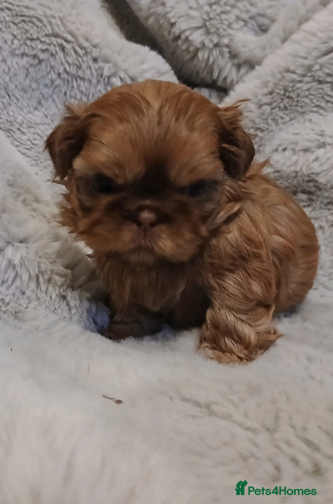 Shih Tzu dogs for sale: CHOCOLATE KC REG IMPERIALS BEST LINES 2 girls left - Advert 19