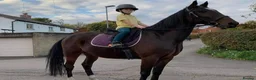 American Standardbred horses for sale: Happy hacker /ride and drive in Manchester - Advert 7