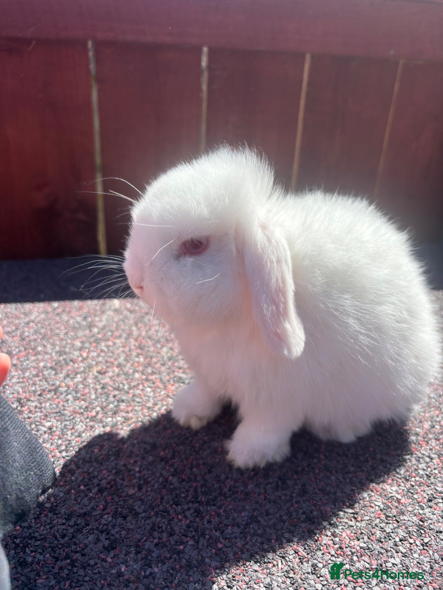 Mini Lop rabbits Stunning mini lop girl  - Advert 15