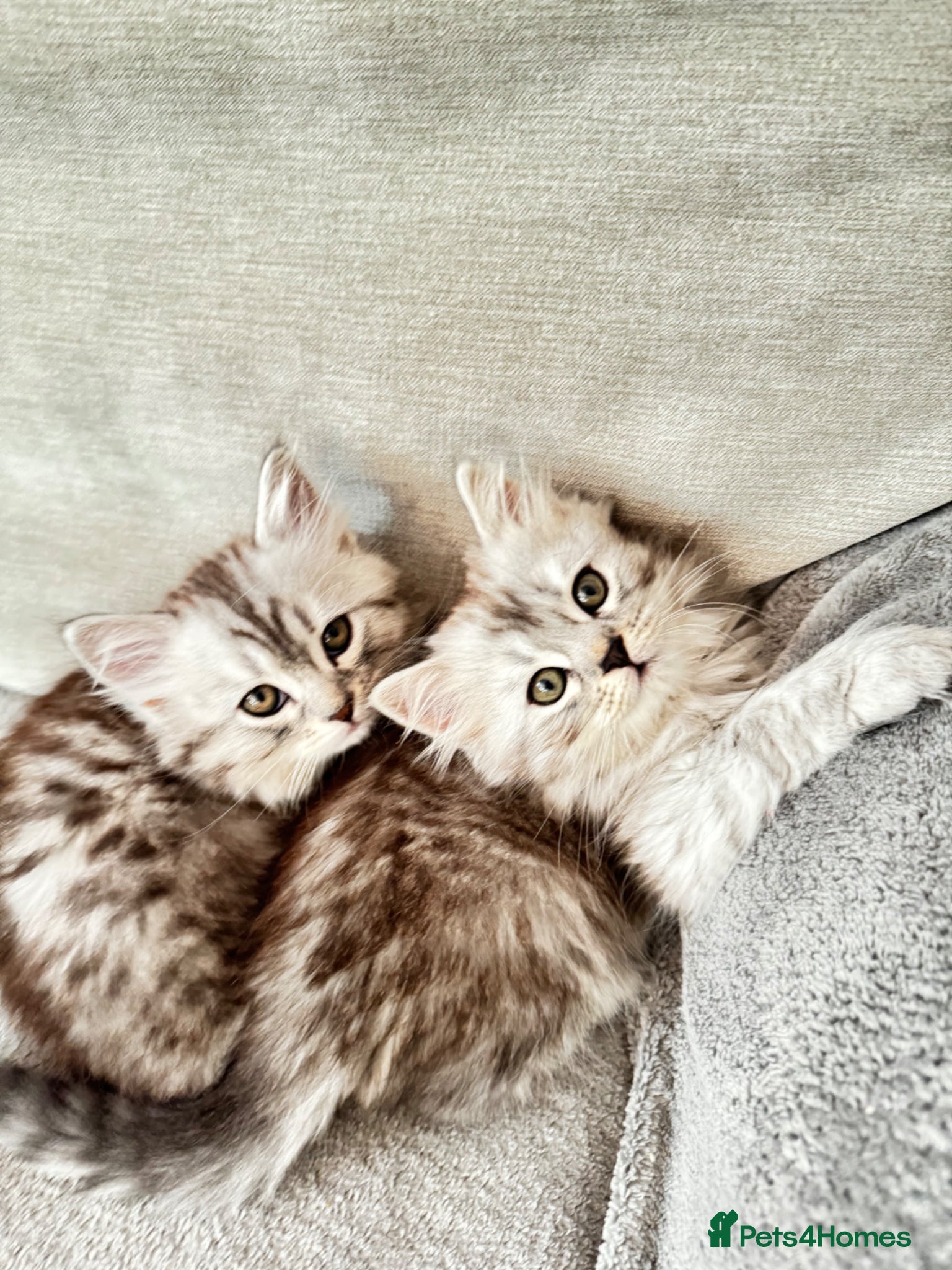 Mixed Breed cats for sale: Rare Silver Smoke Longhair  **  Breed Cross - Advert 1