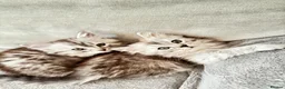 Mixed Breed cats for sale: Rare Silver Smoke Longhair  **  Breed Cross - Advert 1