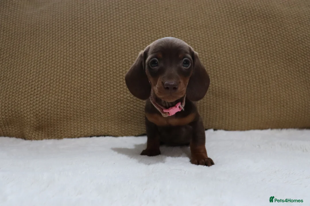 Dachshund dogs for sale: 6 adorable dachshund puppies available  - Advert 10
