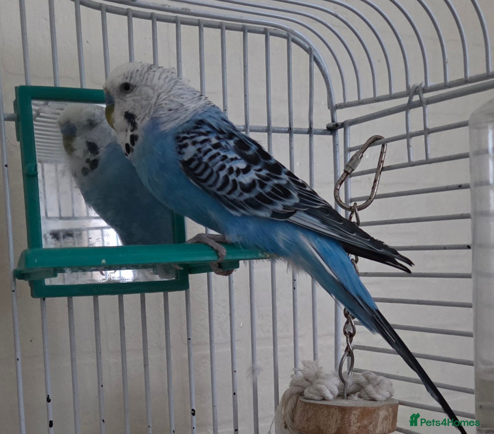 Budgerigars birds Male handreared budgie in Neath - Advert 1