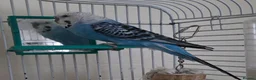 Budgerigars birds for sale: Male handreared budgie in Neath - Advert 1