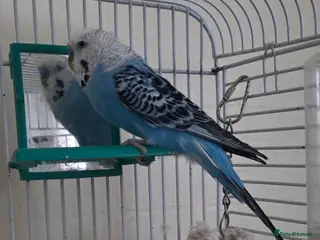 Budgerigars birds Male handreared budgie in Neath - Advert 1