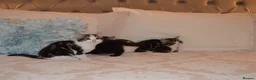 Mixed Breed cats for sale: 4 Beautiful Gentle Kittens for Sale - Advert 19