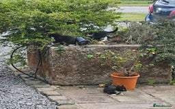 British Shorthair cats for sale: Farm kittens looking for a new home - Image 6
