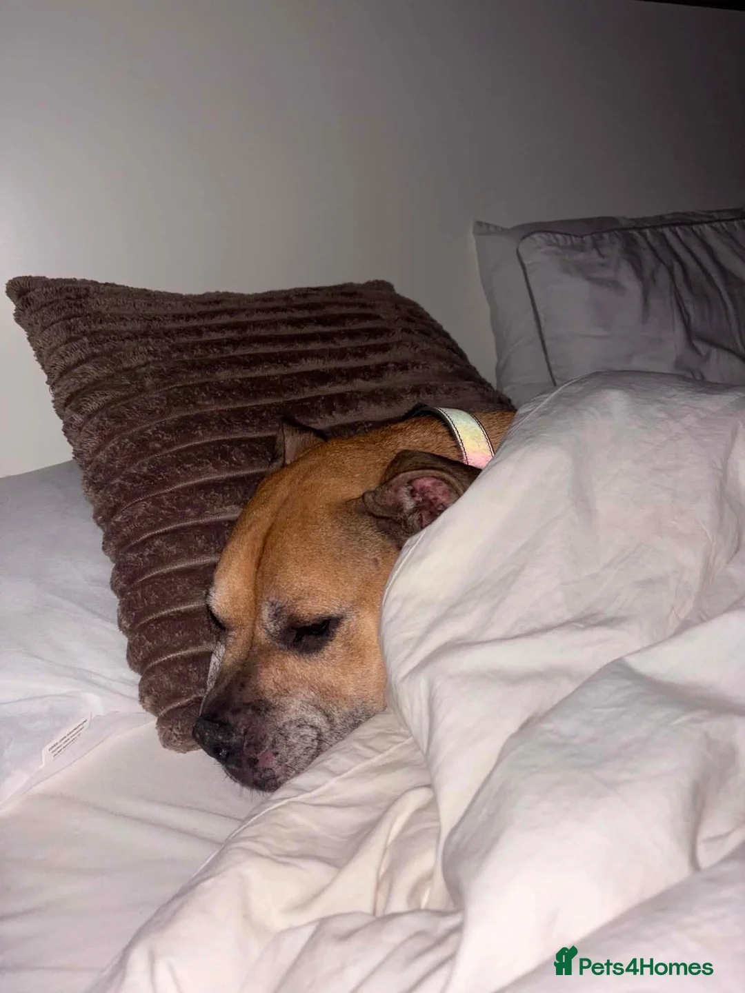 Staffordshire Bull Terrier dogs for adoption: Willow needs a loving home  - Advert 2