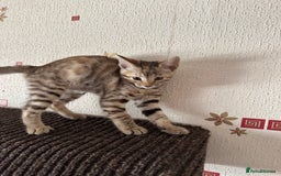 Mixed Breed cats for sale: Crossed BENGALS  - Image 10