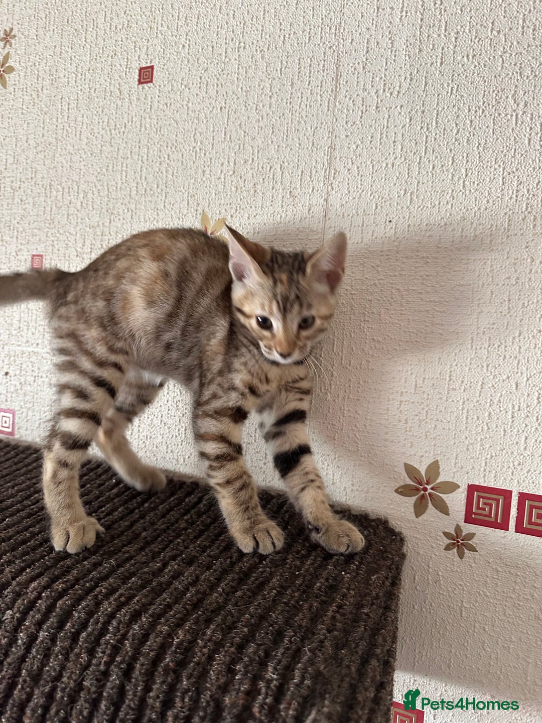 Mixed Breed cats for sale: Crossed BENGALS  - Image 10