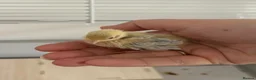 Quail poultry for sale: Button quail  - Advert 4