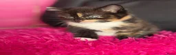 Mixed Breed cats for sale: Kittens for sale  - Advert 5