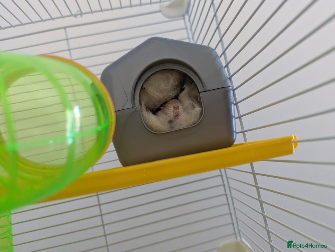 Hamster rodents for sale: Dwarf Hamster  - Image 7