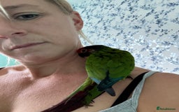 Conures birds for sale: Conures - Image 3