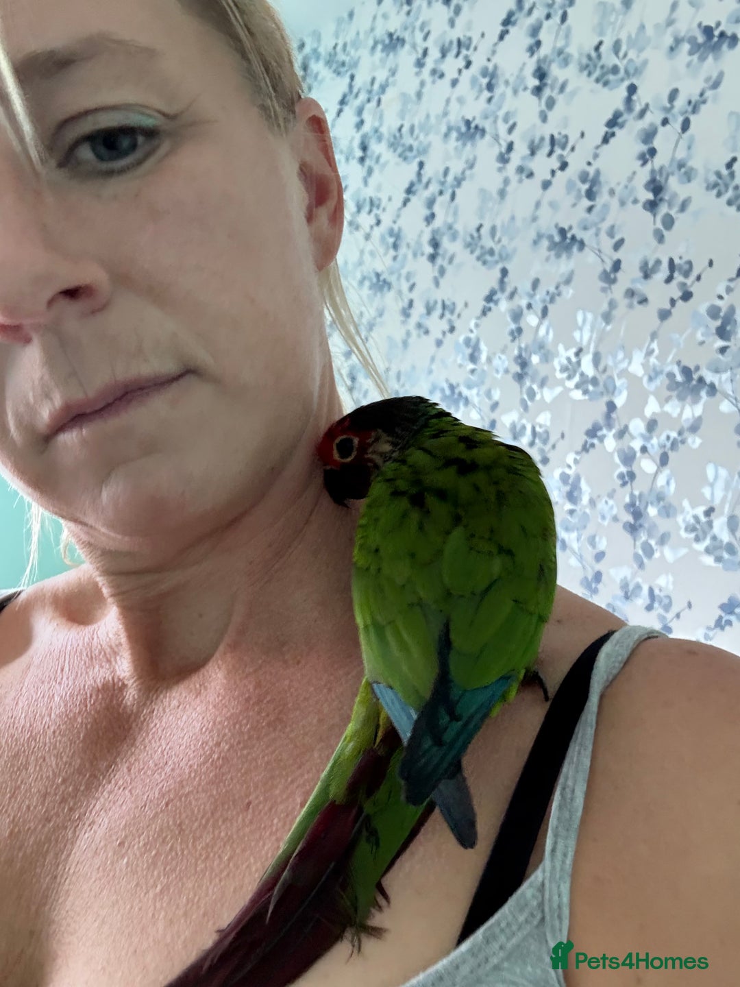 Conures birds for sale: Conures - Image 3