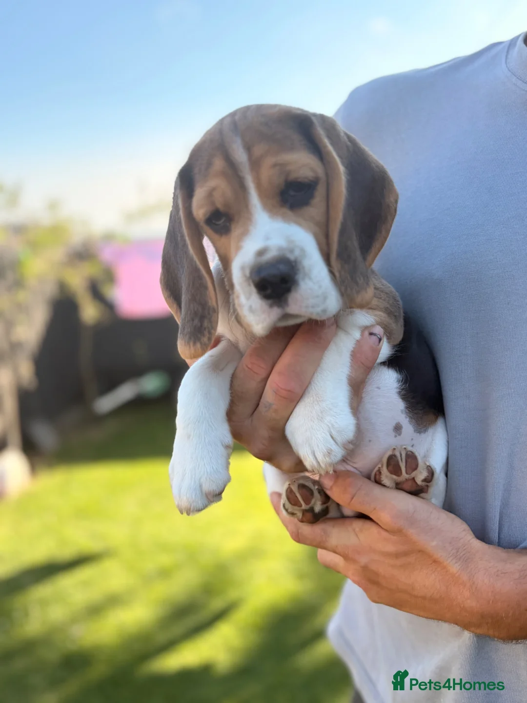 Beagle dogs for sale: 💙KC Beagle boy ready Now 💙 - Advert 2