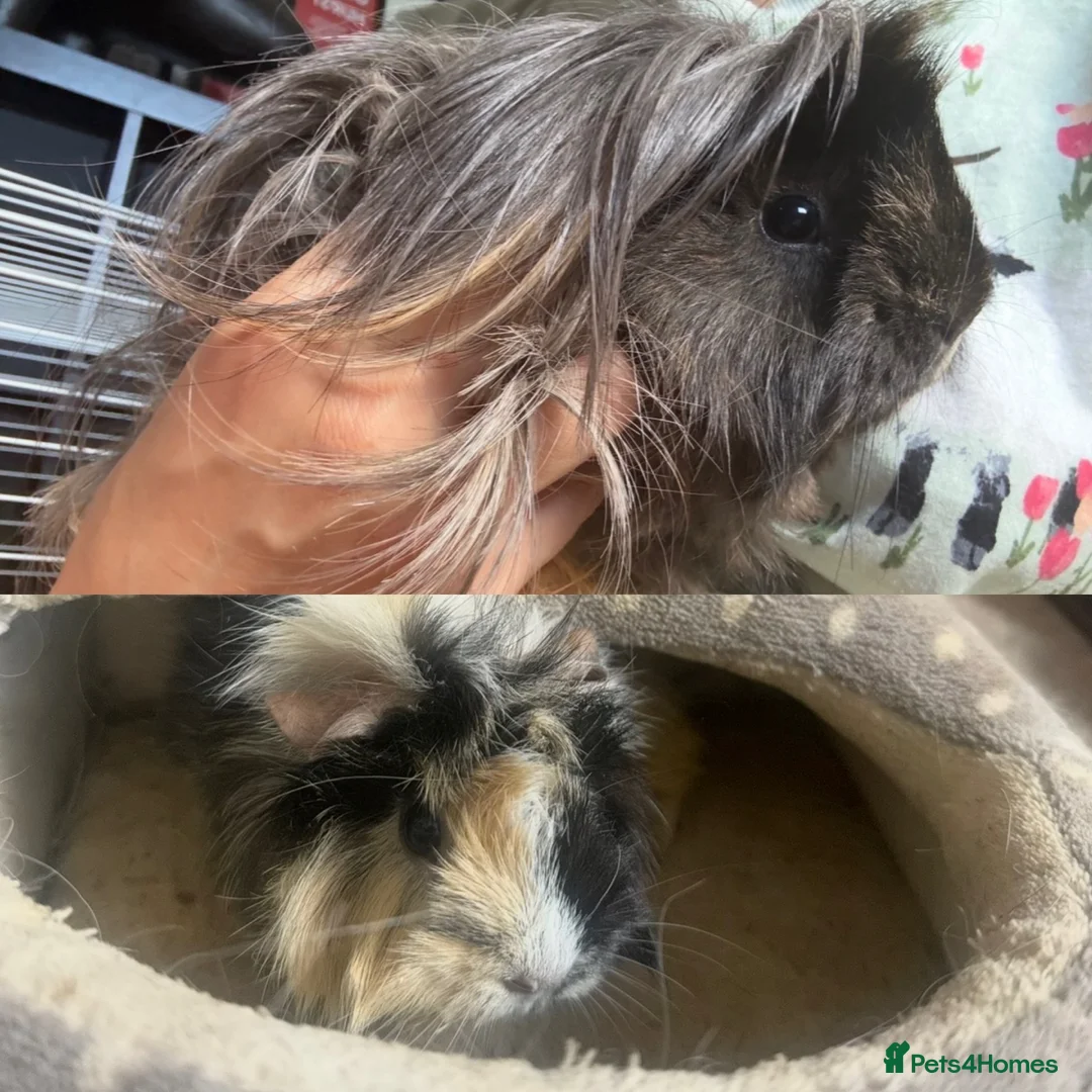 Guinea Pig rodents for sale: 2x female Guineapigs - 1 years old  - Advert 2