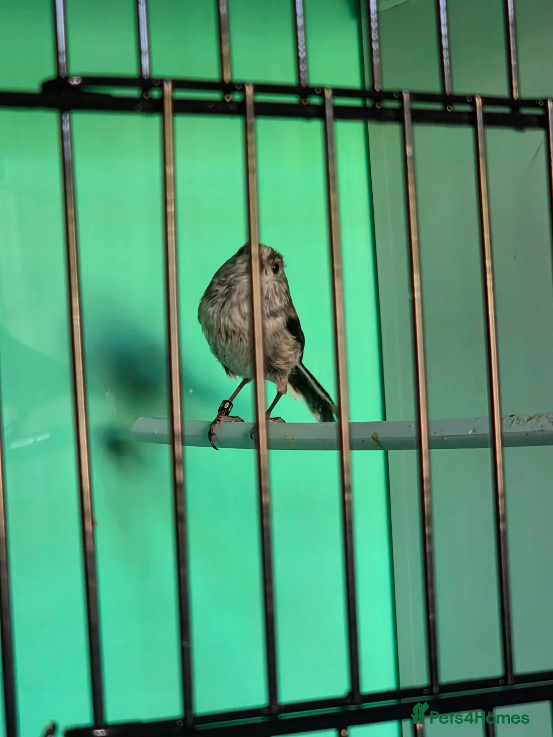 Softbills birds for sale: 3 Long tail tits - Advert 2