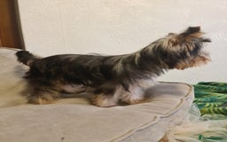 Yorkshire Terrier dogs for sale: Last female Yorkshire Terrier puppy left - Image 7