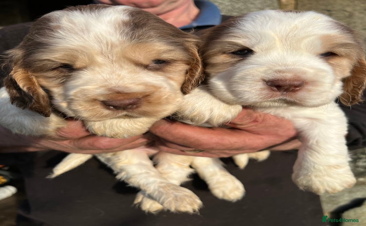 Cocker Spaniel dogs - Advert 8