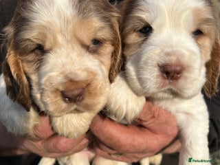 Cocker Spaniel dogs - Advert 12