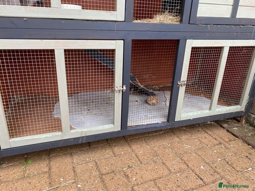 Mini Lop rabbits for sale: Mini lop male rabbit and cage - Image 2