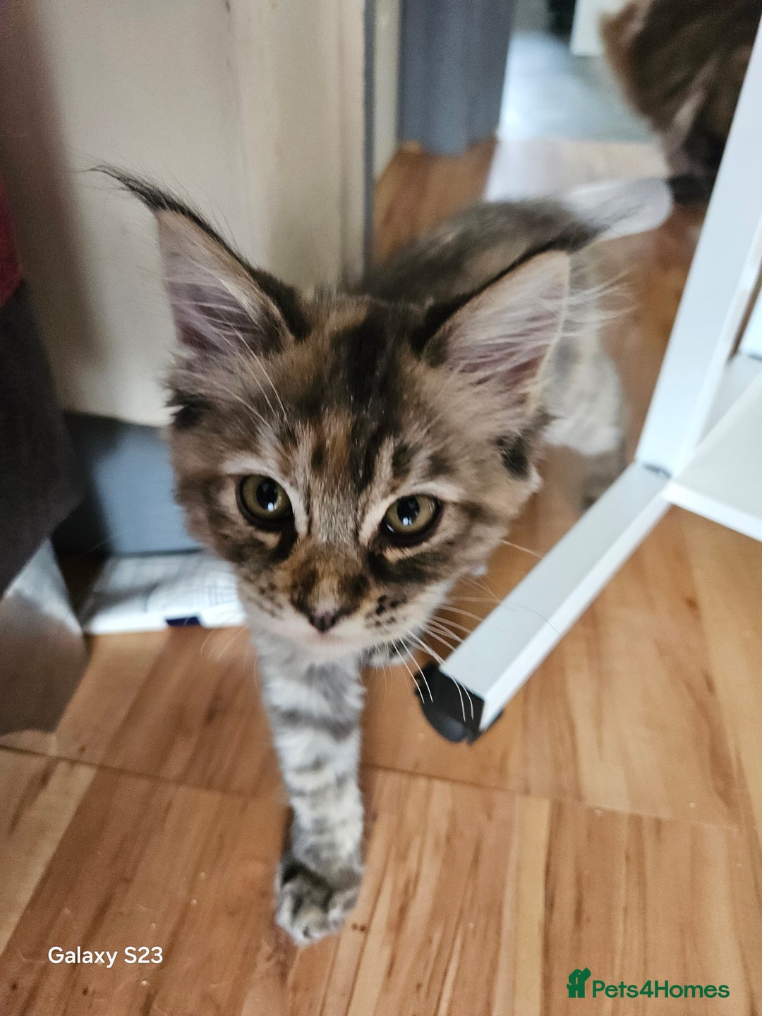 Ragcoon cats for sale: Ragcoon girl - Image 1