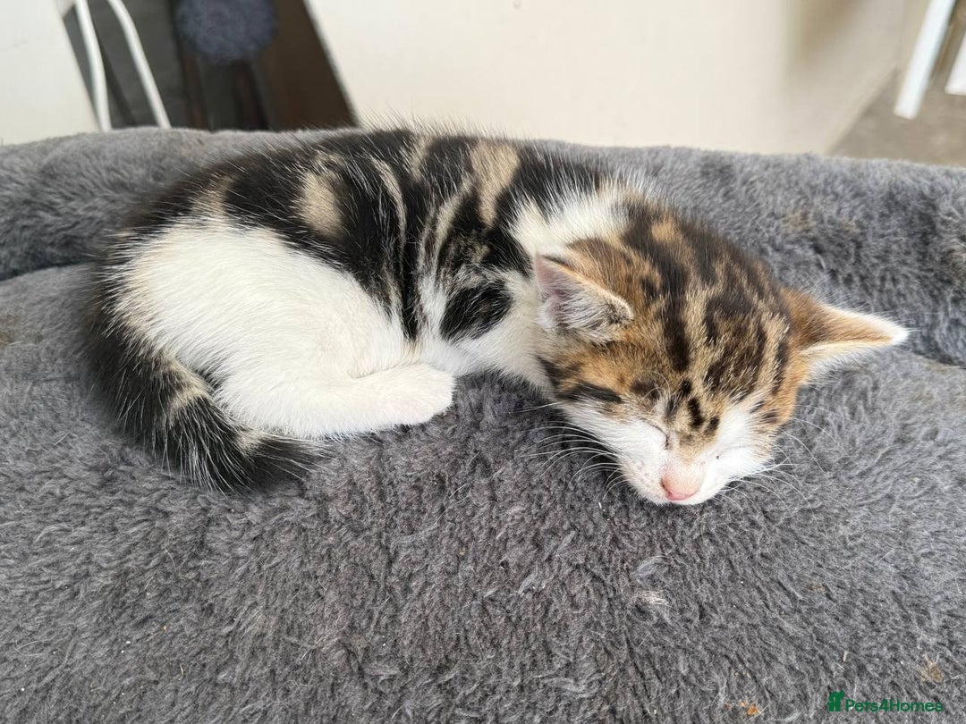 American Shorthair cats for sale: Smart stunning mixed colour kittens  - Image 30