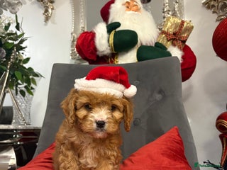 Cavapoo dogs F2 cavapoo puppies 2 beautiful little girls Left - Advert 16