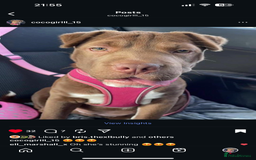 Mixed Breed dogs for sale: Shar Pei cross breed X Labrador Puppies  - Advert 2