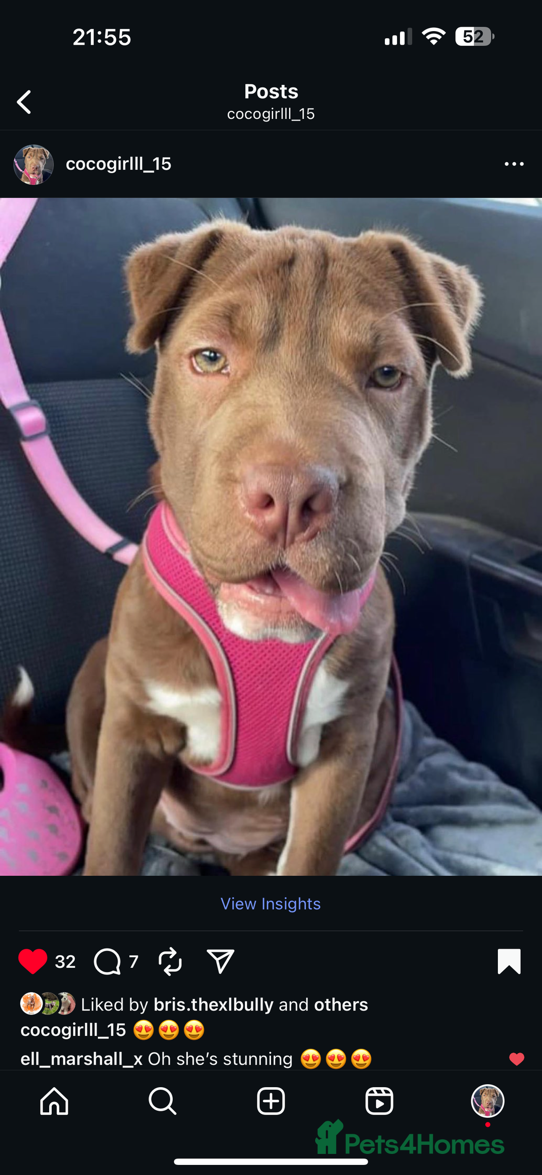 Mixed Breed dogs for sale: Shar Pei cross breed X Labrador Puppies  - Advert 2